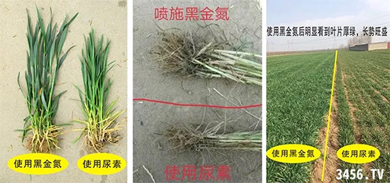 牛!能替代尿素追肥!一斤还顶替40斤尿素效果! 牛!能替代尿素追肥!一斤还顶替40斤尿素效果!
