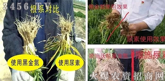 牛!能替代尿素追肥!一斤还顶替40斤尿素效果! 牛!能替代尿素追肥!一斤还顶替40斤尿素效果!