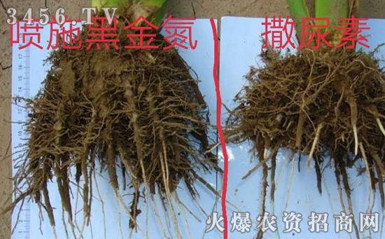 震惊:狂风暴风摧残,玉米倒伏大片!它居然挺挺玉立! 震惊:狂风暴风摧残,玉米倒伏大片!它居然挺挺玉立!