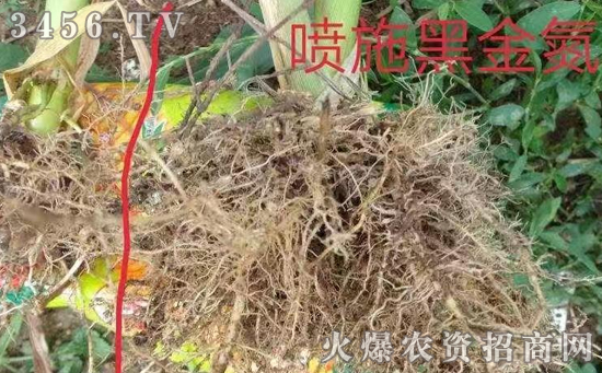 震惊:狂风暴风摧残,玉米倒伏大片!它居然挺挺玉立! 震惊:狂风暴风摧残,玉米倒伏大片!它居然挺挺玉立!