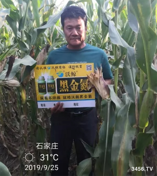 沃鲸在行动!河北石家庄报道:关注增产,我还愿意去使用沃鲸黑金氮! 沃鲸在行动!河北石家庄报道:关注增产,我还愿意去使用沃鲸黑金氮!