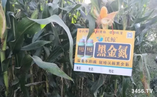 沃鲸在行动!河北石家庄报道:关注增产,我还愿意去使用沃鲸黑金氮! 沃鲸在行动!河北石家庄报道:关注增产,我还愿意去使用沃鲸黑金氮!