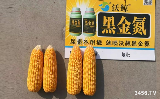沃鲸在行动!河北石家庄报道:关注增产,我还愿意去使用沃鲸黑金氮! 沃鲸在行动!河北石家庄报道:关注增产,我还愿意去使用沃鲸黑金氮!