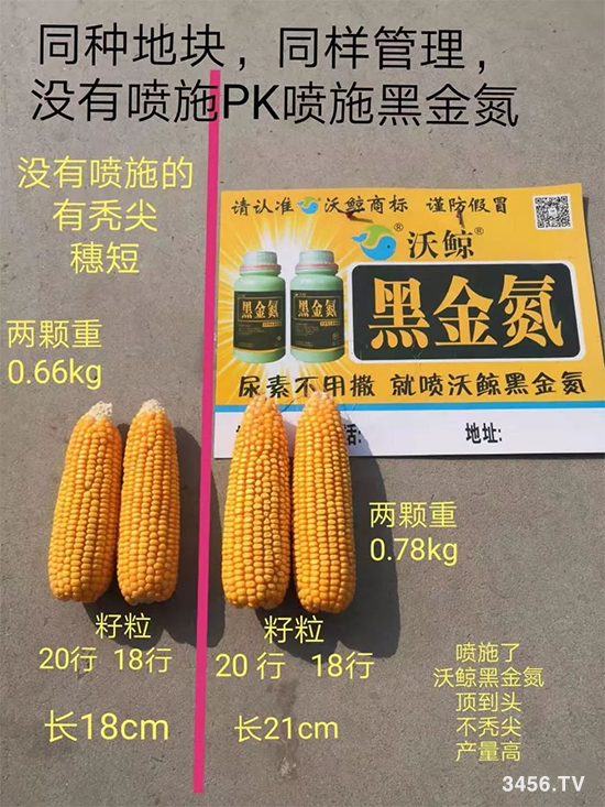 沃鲸在行动!河北石家庄报道:关注增产,我还愿意去使用沃鲸黑金氮! 沃鲸在行动!河北石家庄报道:关注增产,我还愿意去使用沃鲸黑金氮!