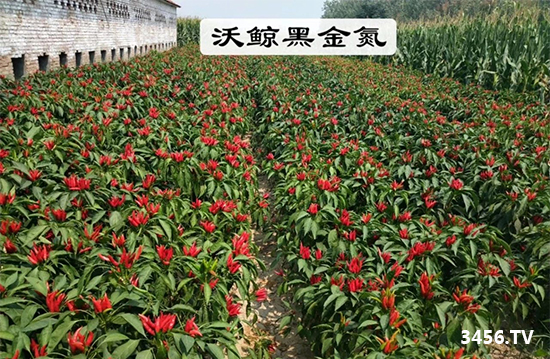 沃鲸在行动!沃鲸黑金氮蔬菜区反馈效果展示! 沃鲸在行动!沃鲸黑金氮蔬菜区反馈效果展示!