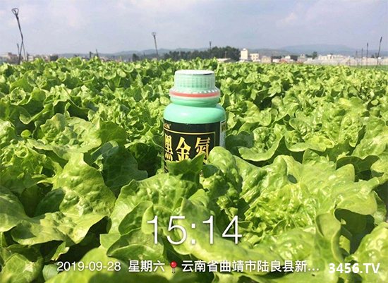 沃鲸在行动!沃鲸黑金氮蔬菜区反馈效果展示! 沃鲸在行动!沃鲸黑金氮蔬菜区反馈效果展示!
