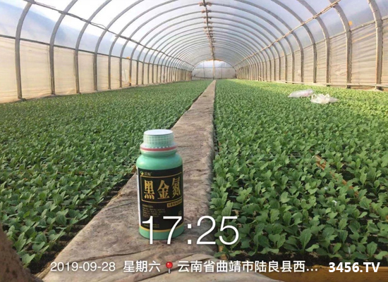 沃鲸在行动!沃鲸黑金氮蔬菜区反馈效果展示! 沃鲸在行动!沃鲸黑金氮蔬菜区反馈效果展示!
