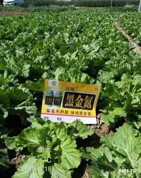 沃鲸在行动!沃鲸黑金氮蔬菜区反馈效果展示! 沃鲸在行动!沃鲸黑金氮蔬菜区反馈效果展示!