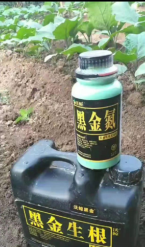 沃鲸在行动!沃鲸黑金氮蔬菜区反馈效果展示! 沃鲸在行动!沃鲸黑金氮蔬菜区反馈效果展示!